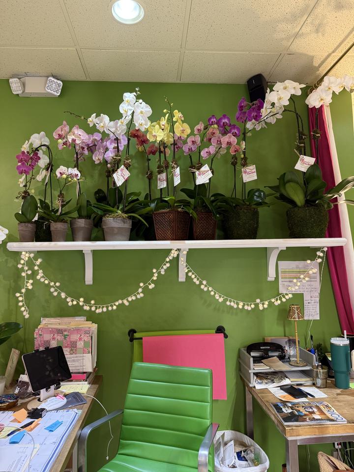 Ginny’s Orchids, photo 3