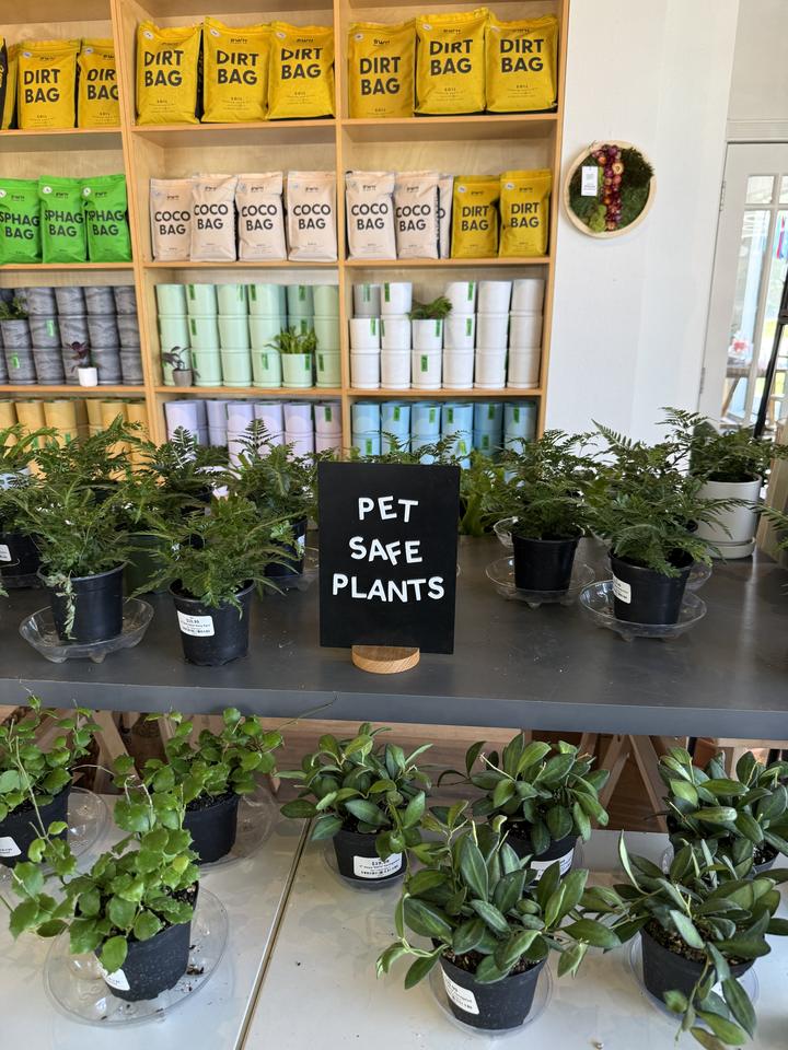 Jungle Room by BWH Plant Co., photo 3